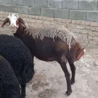 یک راس میش قستر چاق