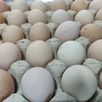 تخم مرغ رسمی
