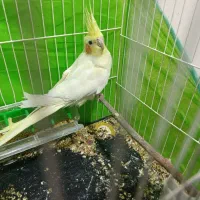 عروس هلندی ..