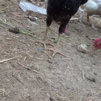 خروس گلین چهل تاج و تک تاج