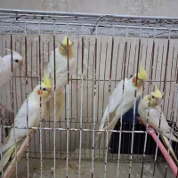 ۵تاعروسی هلندی