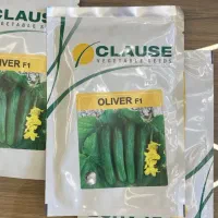 بذر خیار فضای باز هیبرید الیور کلوز oliver F1