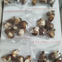 پیاز گل نرگس شهلا