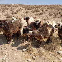 تعداد 13راس بره نر بفروش میرسد