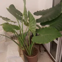 بابا آدم غول پیکر