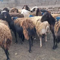 میش چاق|حیوانات مزرعه|بالا ولایت, |دیوار
