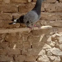 کبوتر  زاجر یا پلاکی