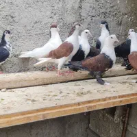 کفتر کله سفید کربلایی چادری