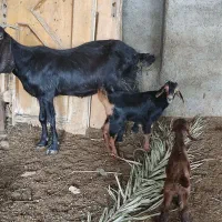۴بز ،دو قلودار بادو کهره نر ماده کولارهای کهردار