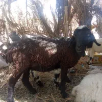 کاور مشکی یه زه