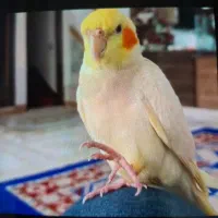 عروس هلندی پیدا شده