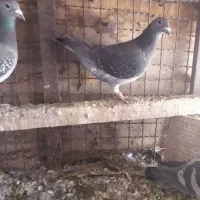 دوبر|پرنده|اردبیل, |دیوار