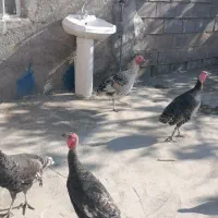 حیوانات|حیوانات مزرعه|دهدشت, |دیوار