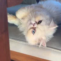 گربه پرشین سوپر فلت