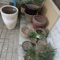 گلدان