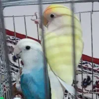 جفت کوتوله