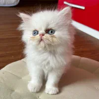 بچه گربه پرشین