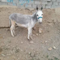 نر خر کاری