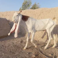 بز نر گلابی