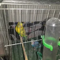 مرغ عشق با قفس