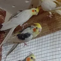 عروس هلندی نر و ماده