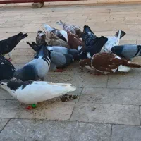 کفتر|پرنده|مشهد, چهاربرج|دیوار