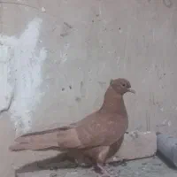 جونه نر زرددرجه یک