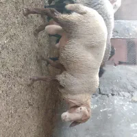 فروش قوچ رومانوف