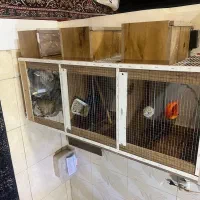 جفت کنی کفتر و عروس هلندی معاوضه با کفتر