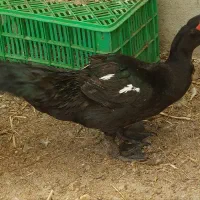 اردک اسرائیلی نر ۱۳ ماهه وزن بالای ۳ کیلو