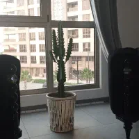 گلدان کاکتوس نو