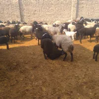 گوسفند زنده بره نر شیشک