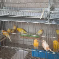 فروش قناری درجه ۱