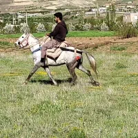 فروش اسب