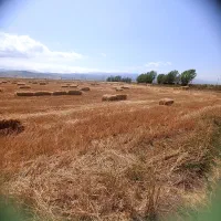 کاه گندم پرس