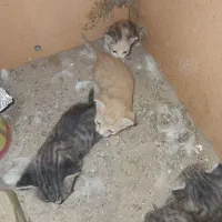 گربه