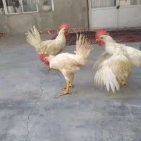 خروس|حیوانات مزرعه|صالح آباد, |دیوار