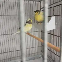 قناری جفت گلاستراماده