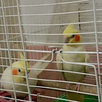 عروس هلندی مولد