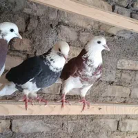 کفتر پرشی