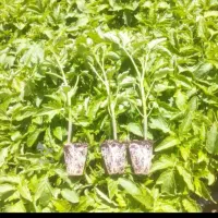فروش نشا گوجه فرنگی بازاری