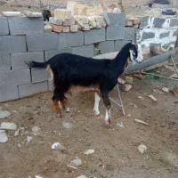 کهره ماده چاق(میش بز بره شیشک).