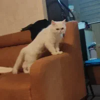 پرشین ماده