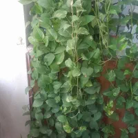 گل پاندانوس وگل پیتوس