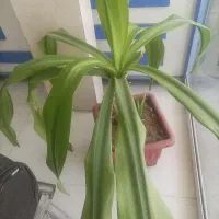 گل.