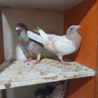 کفتر