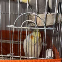عروس هلندی مولد