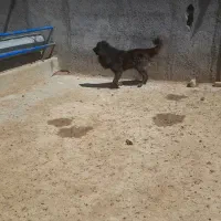 سگ هم گله ای هم نگهبان فروشی