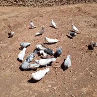 ۲۵ کبوتر یک جایی پرشی