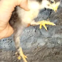 جوجه مرغ